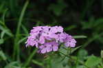 Thickleaf phlox